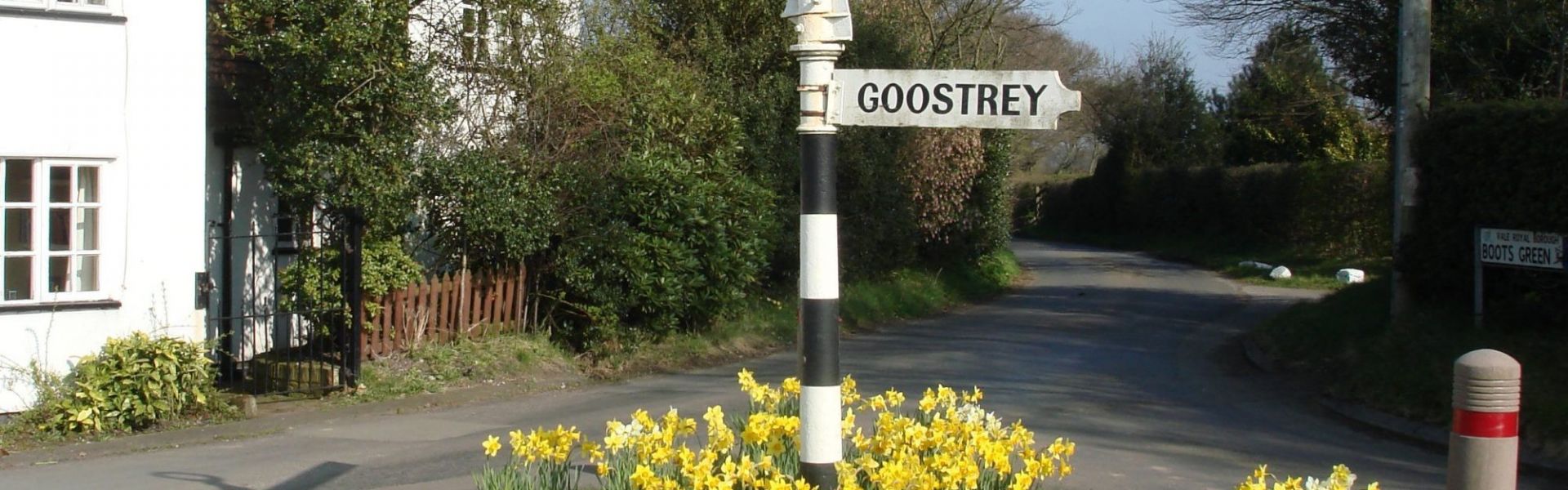 Photo of Goostrey Fingerpost surrounded by daffodils