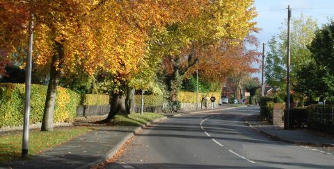 Picture of Main Road in Goostrey, including trees with autumnal leaves