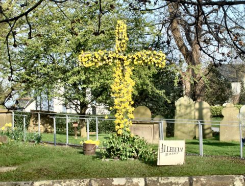 A cross of daffodils in the graveyard at St Luke's Church Goostrey at Easter